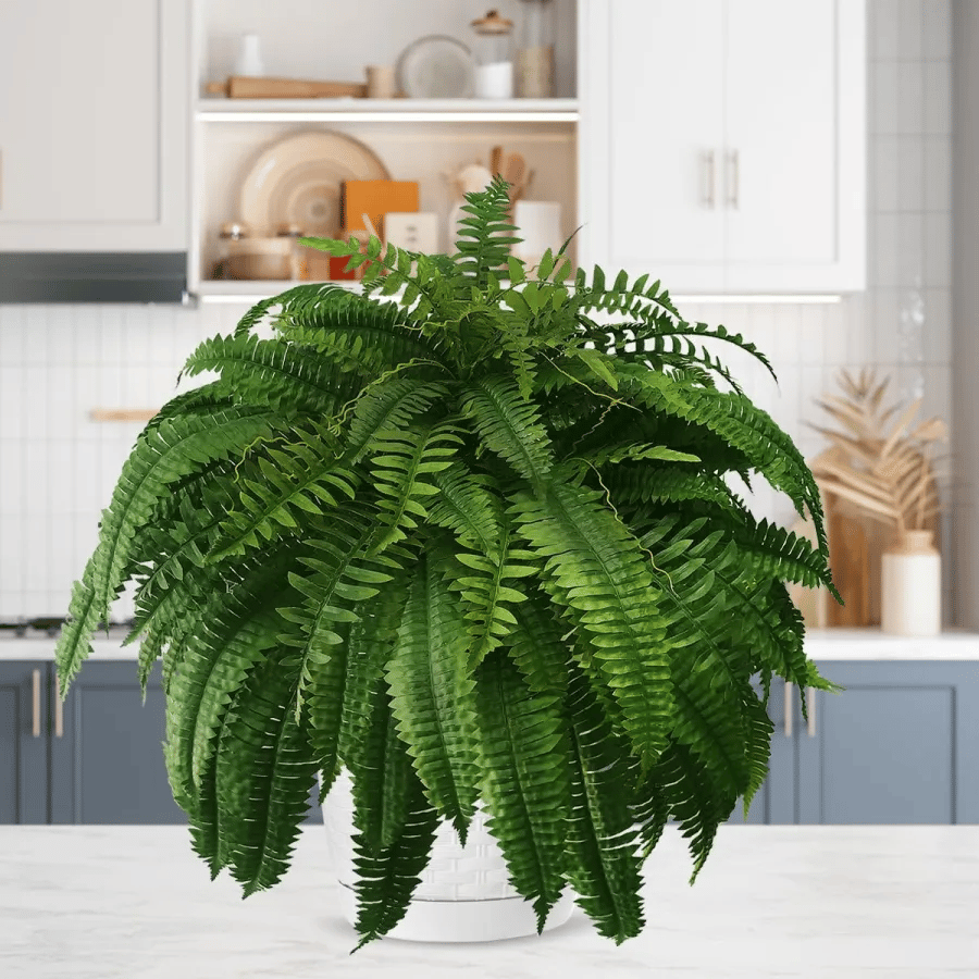 🔥Last Day 50% OFF🔥--🪴UV Resistant Lifelike Artificial Boston Fern