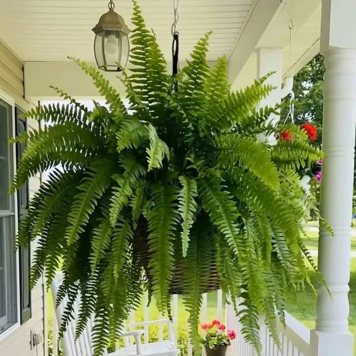 Last Day 49% OFF💛Glowing Boston Ferns with Lights – 🌿 Zero Watering, Zero Maintenance