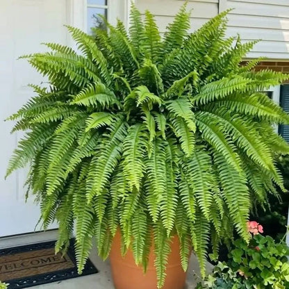 Last Day 49% OFF💛Glowing Boston Ferns with Lights – 🌿 Zero Watering, Zero Maintenance