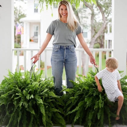 Last Day 49% OFF💛Glowing Boston Ferns with Lights – 🌿 Zero Watering, Zero Maintenance