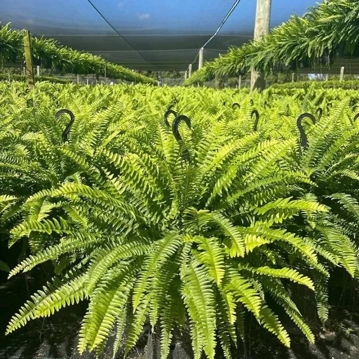 Last Day 49% OFF💛Glowing Boston Ferns with Lights – 🌿 Zero Watering, Zero Maintenance